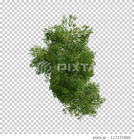 tree top view plant landscape architecture nature garden aerial render. trees branch isolate collection illustration environment green botany urban bush park. tree architecture conifer decorative. tree top view plant landscape architecture nature garden aerial render. trees branch isolate collection illustration environment green botany urban bush park. tree architecture conifer decorative. 117231666