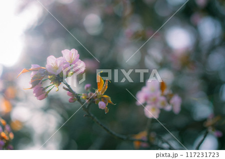 光に透ける桜 光に透ける桜 117231723