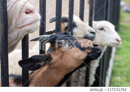 A group of goats are standing behind a fence, gazing outside 117231762