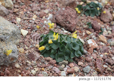 エゾタカネスミレの花 エゾタカネスミレの花 117231776