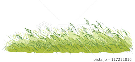 Summer Wild Cereals and Grasses Sketch 117231816