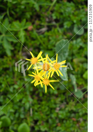 黄色い花 黄色い花 117231909