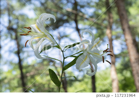 ヤマユリの花 117231964