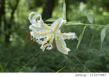 ヤマユリの花 ヤマユリの花 117231967
