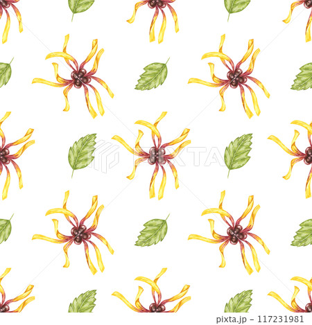 Witch hazel vibrant floral textile, cosmetics packaging clipart. Yellow hamamelis flowers seamless pattern. Watercolor print for kitchen, curtains, home textile, herbal medicine, natural remedy labels Witch hazel vibrant floral textile, cosmetics packaging clipart. Yellow hamamelis flowers seamless pattern. Watercolor print for kitchen, curtains, home textile, herbal medicine, natural remedy labels 117231981