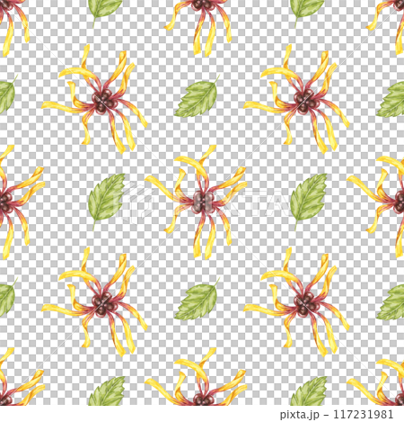 Witch hazel vibrant floral textile, cosmetics packaging clipart. Yellow hamamelis flowers seamless pattern. Watercolor print for kitchen, curtains, home textile, herbal medicine, natural remedy labels Witch hazel vibrant floral textile, cosmetics packaging clipart. Yellow hamamelis flowers seamless pattern. Watercolor print for kitchen, curtains, home textile, herbal medicine, natural remedy labels 117231981