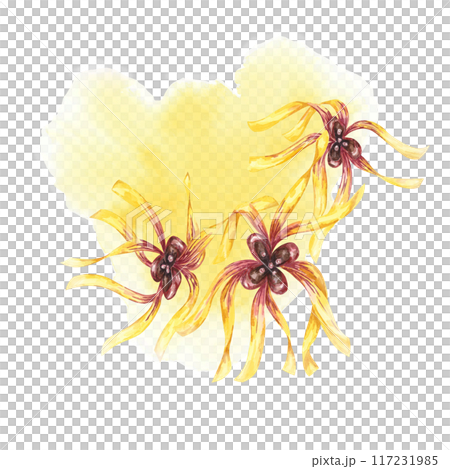 Witch hazel yellow plant flowers on the watercolor stain backdrop. Hamamelis virginiana in bloom. Watercolor florals for cosmetics, water, herbal medicine, beauty, cream packaging, national day flyer, 117231985