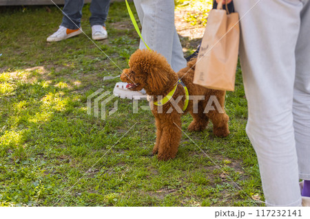 Small chocolate poodle on the grass. Pet in nature. Cute dog like a toy. Copy space Small chocolate poodle on the grass. Pet in nature. Cute dog like a toy. Copy space 117232141