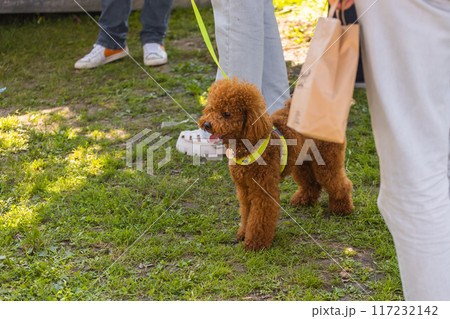 Small chocolate poodle on the grass. Pet in nature. Cute dog like a toy. Copy space 117232142