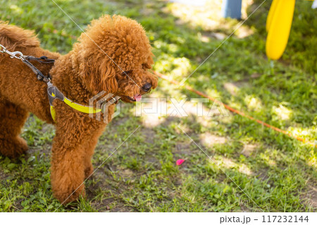 Small chocolate poodle on the grass. Pet in nature. Cute dog like a toy. Copy space 117232144