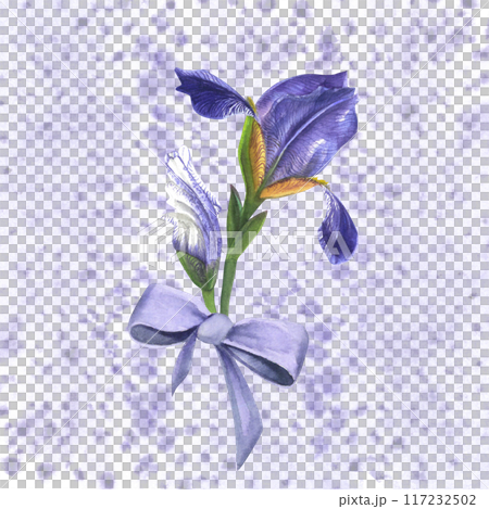 Watercolor composition of lilac irises with a bow. Hand-drawn, isolated on a white background with watercolor spots Watercolor composition of lilac irises with a bow. Hand-drawn, isolated on a white background with watercolor spots 117232502