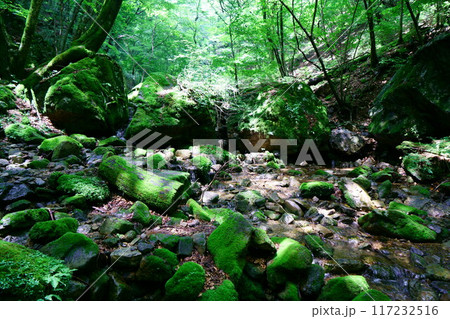 6974 奥御岳渓谷 苔の森 6974 奥御岳渓谷 苔の森 117232516
