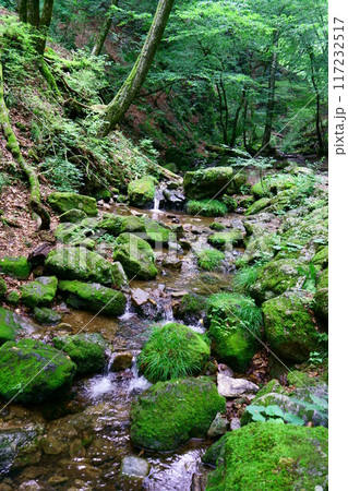 6975　奥御岳渓谷　苔の森 117232517