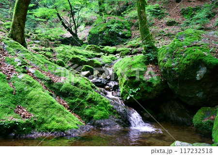 6976　奥御岳渓谷　苔の森 117232518