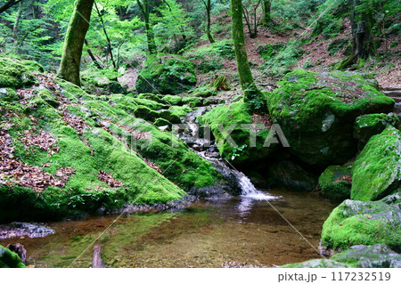 6977 奥御岳渓谷 苔の森 6977 奥御岳渓谷 苔の森 117232519