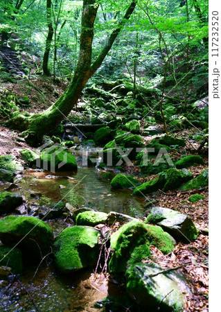 6978　奥御岳渓谷　苔の森 117232520
