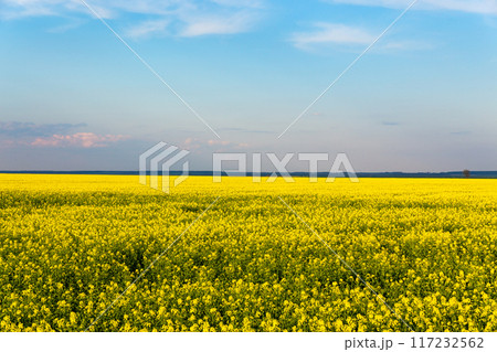 Beautiful panoramic view of yellow blossom rapeseed field with blue sky above. 117232562