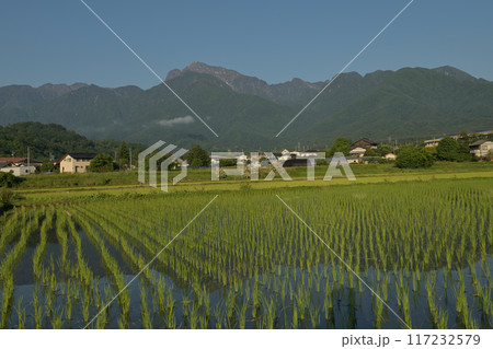 北杜市白州町、田植えの済んだ水田に影落とす早朝の南アルプス甲斐駒ケ岳 北杜市白州町、田植えの済んだ水田に影落とす早朝の南アルプス甲斐駒ケ岳 117232579