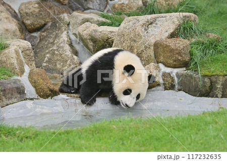 水辺で遊ぶ陽浜 117232635