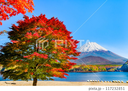 富士山と紅葉 ~精進湖・他手合浜~ 富士山と紅葉 ~精進湖・他手合浜~ 117232851