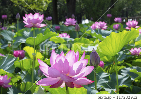 ハスの花 ハスの花 117232912