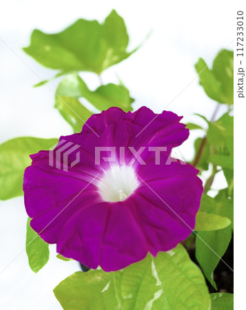 アサガオの花 アサガオの花 117233010