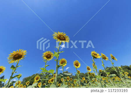 ヒマワリの花 117233193