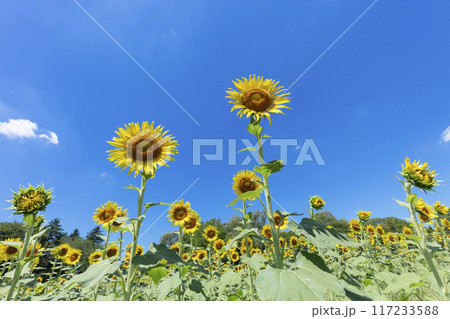 ヒマワリの花 ヒマワリの花 117233588