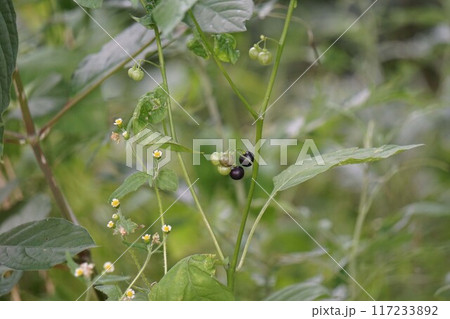 イヌホウズキの実 イヌホウズキの実 117233892