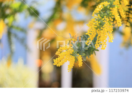 ギンヨウアカシアの花 満開 ギンヨウアカシアの花 満開 117233974