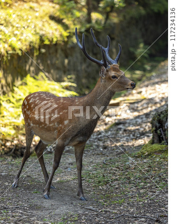 立派な角を生やした奈良公園の雄鹿 117234136