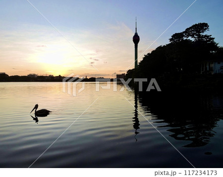 夕景に浮かぶロータスタワーとペリカン 117234173