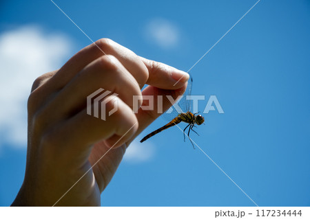 トンボを捕まえる トンボを捕まえる 117234444