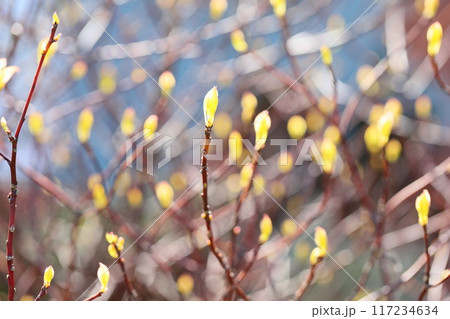 ハナイカダの芽 117234634