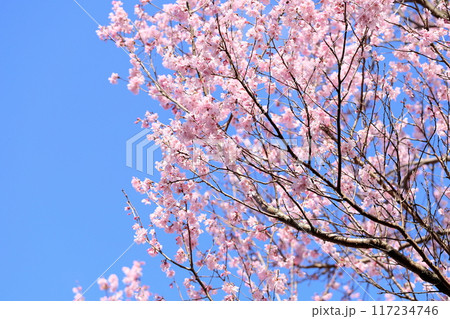 早咲き桜 エドヒガンの花 早咲き桜 エドヒガンの花 117234746