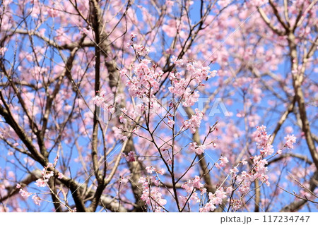 早咲き桜 エドヒガンの花 早咲き桜 エドヒガンの花 117234747