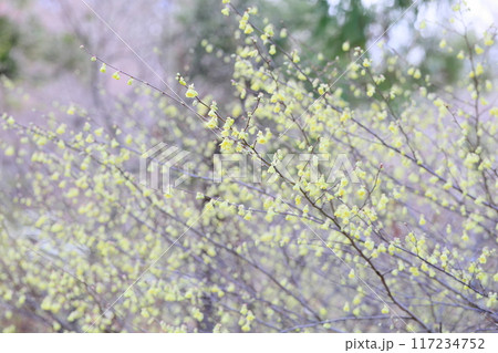 可愛い ヒュウガミズキの花 可愛い ヒュウガミズキの花 117234752