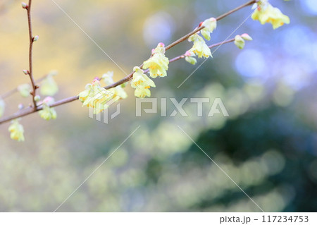 可愛い　ヒュウガミズキの花 117234753