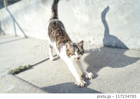 漁港で気持ちよく伸びをして日向ぼっこする猫① 117234785