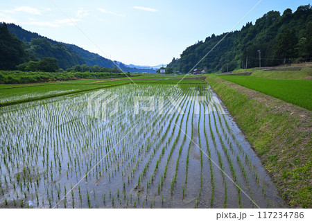 米どころ　里地の田圃　初夏の田園風景　新潟県十日町市 117234786