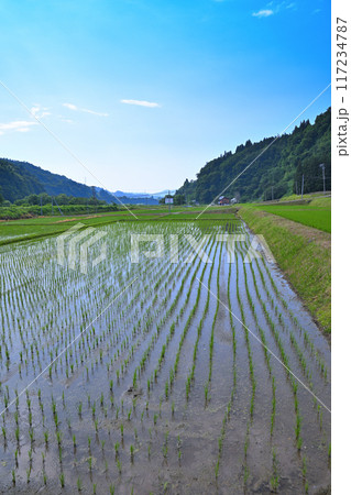 米どころ　里地の田圃　初夏の田園風景　新潟県十日町市 117234787