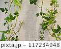 緑のある背景 117234948