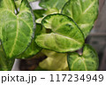 シンゴニュウムの葉 117234949
