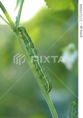 いろいろな野菜の葉を食べる蛾、アヤモクメキリガの幼虫 いろいろな野菜の葉を食べる蛾、アヤモクメキリガの幼虫 117235008