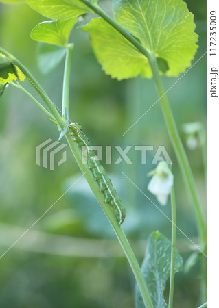 いろいろな野菜の葉を食べる蛾、アヤモクメキリガの幼虫 117235009