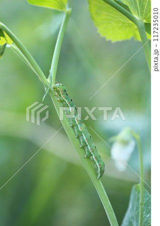いろいろな野菜の葉を食べる蛾、アヤモクメキリガの幼虫 いろいろな野菜の葉を食べる蛾、アヤモクメキリガの幼虫 117235010