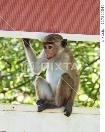 トクモンキー 117235049