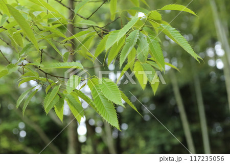 大きくなってきた、クヌギの若葉 117235056