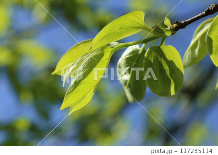 初夏に鮮やかな黄緑色になってきた、カキの若葉 117235114