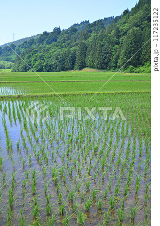 米どころ 里地の田圃 初夏の田園風景 新潟県十日町市 米どころ 里地の田圃 初夏の田園風景 新潟県十日町市 117235122